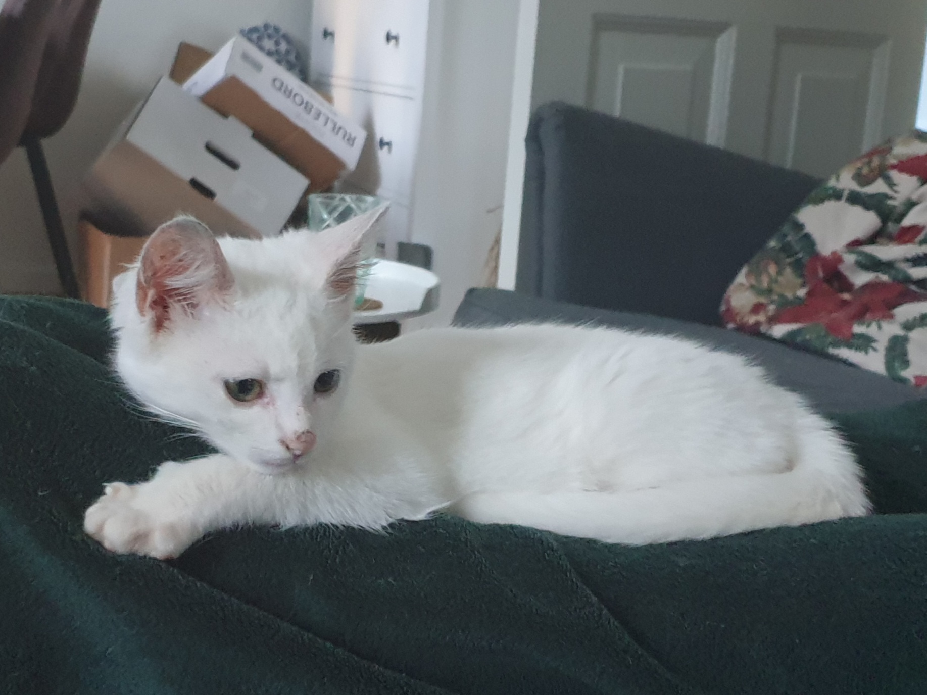 Popkorn as a kitten lying on a green blanket