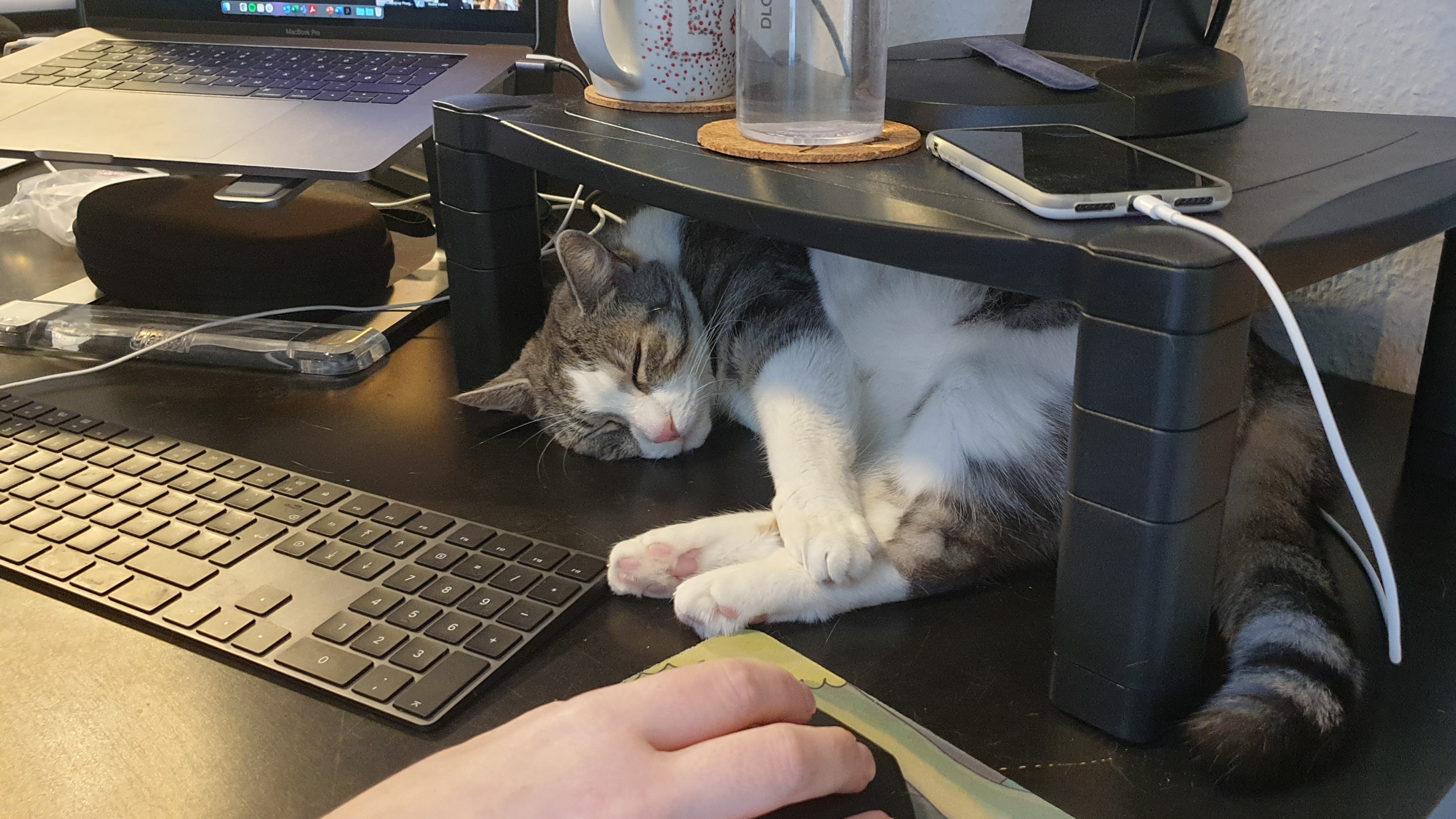 Misser lying under the monitor stand